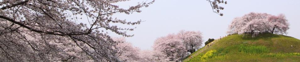 Cherry Blossoms